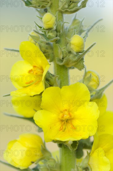 Large-flowered mullein
