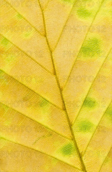 Copper beech