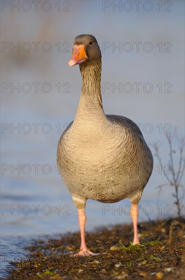 Greylag goose