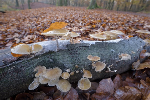 Beech slime
