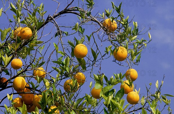 Citrus sinensis