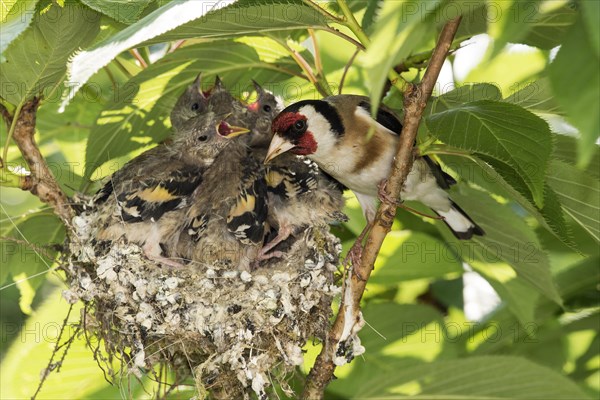 European goldfinch