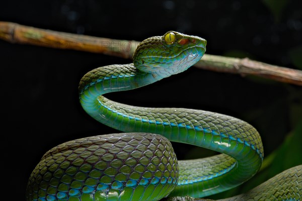 Large eyed Pit viper