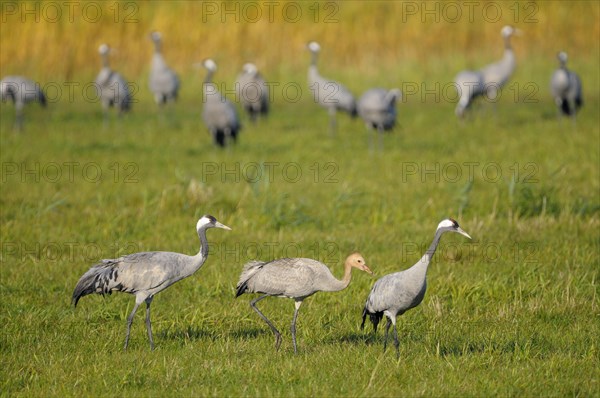 Cranes