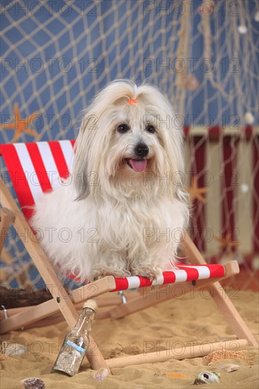 Coton de Tulear