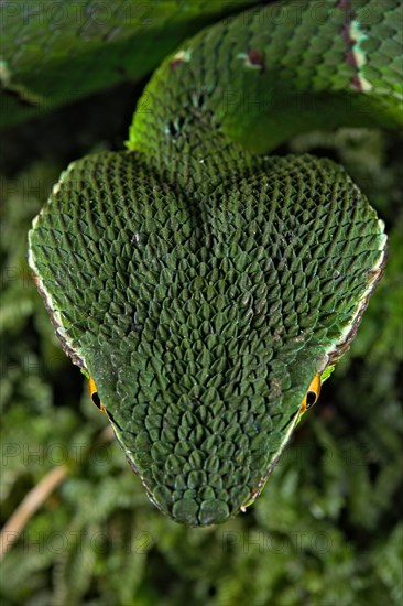 North Philippine Temple Pit Viper