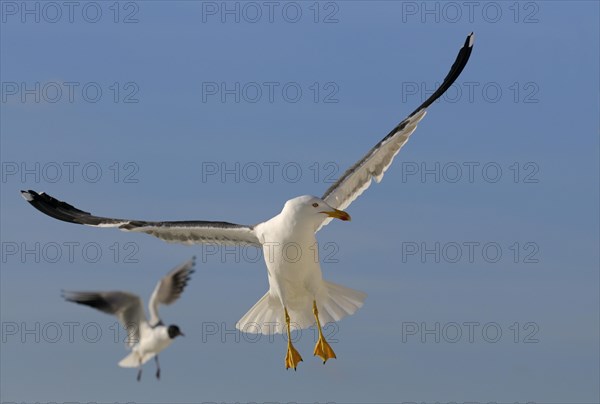 Herring Gull
