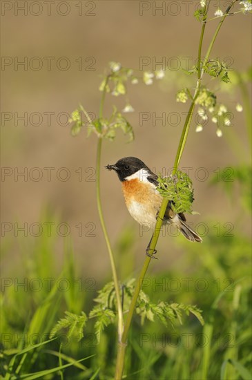 Stonechat