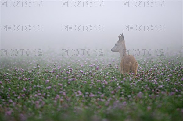 Roe deer