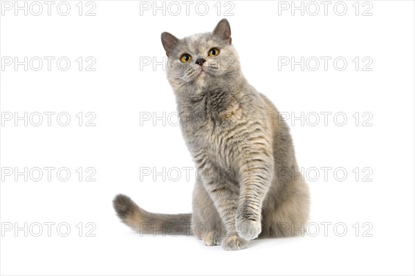 BLUE CREME BRITISH SHORT HAIR CAT