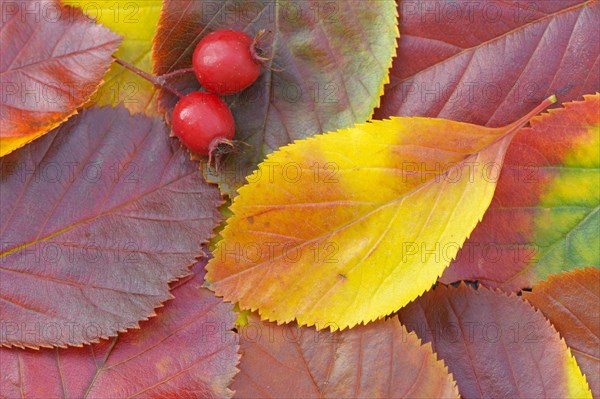 Powderberry