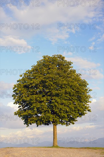 Horse chestnut