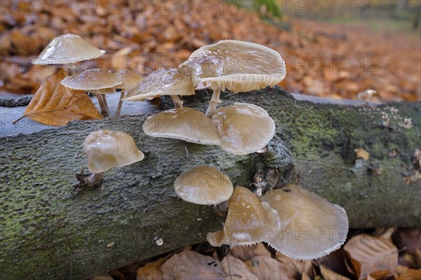 Beech slime