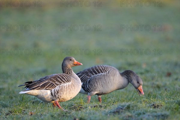 Greylag goose