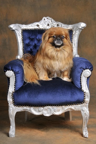 Male dog