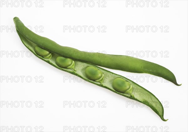 Fava Bean