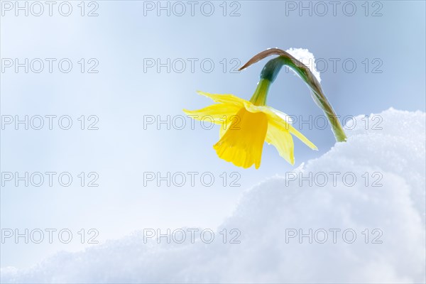 Yellow wild daffodil