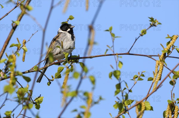 Reed bunting