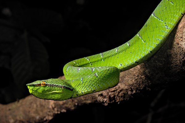 North Philippine Temple Pit Viper
