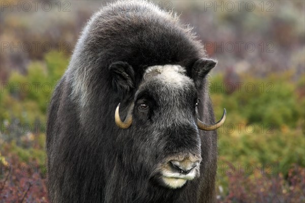 Musk ox