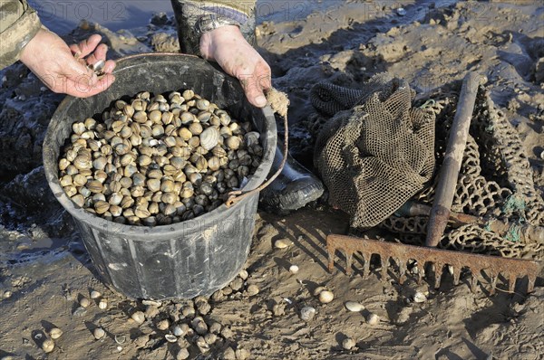 Bucket of fresly collected Common Cockles