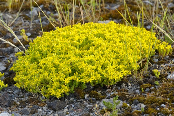 Common stonecrop