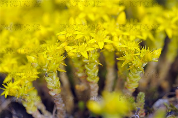 Common stonecrop