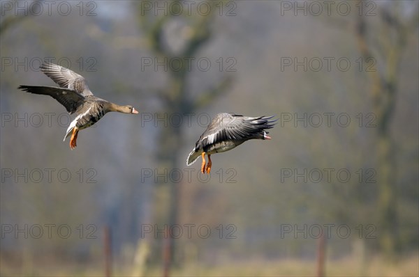 White-fronted goose