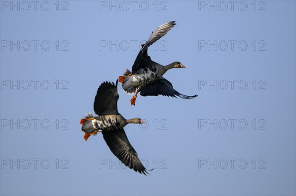 White-fronted goose