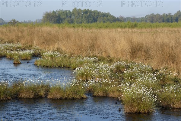 Landscape in a bog