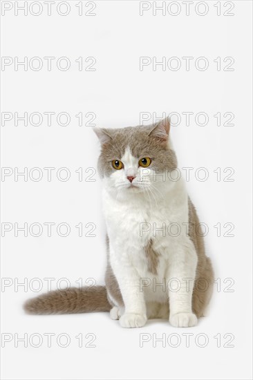 Purple and white British shorthair domestic cat