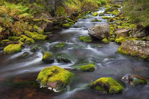 Mossy boulders in Njupan stream