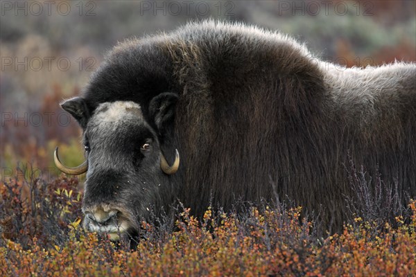 Musk ox