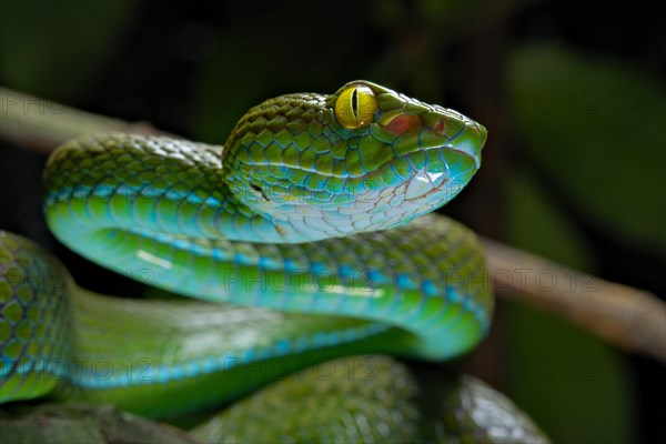 Large eyed Pit viper