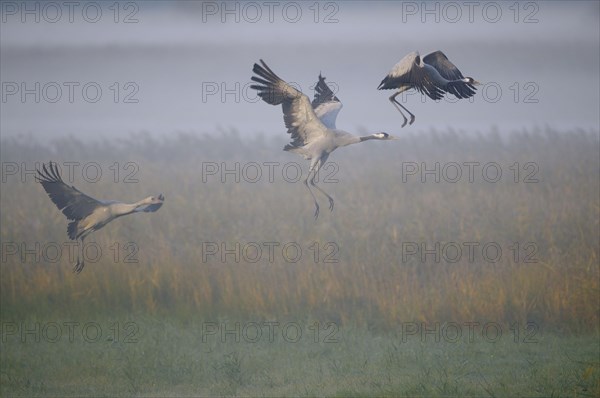Cranes