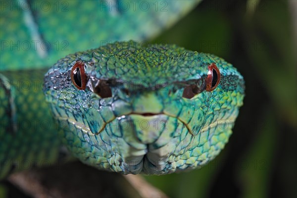 North Philippine Temple Pit Viper