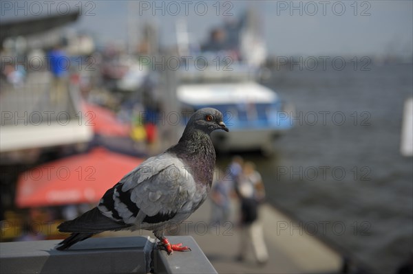 Domestic pigeon