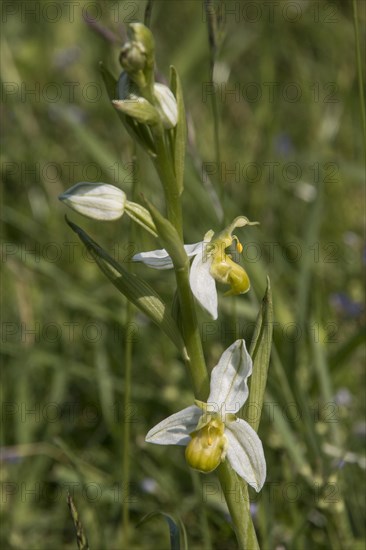 Bee orchid