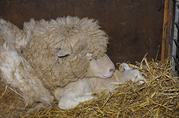 Texel sheep with lambs