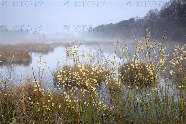 Morning atmosphere in the moor