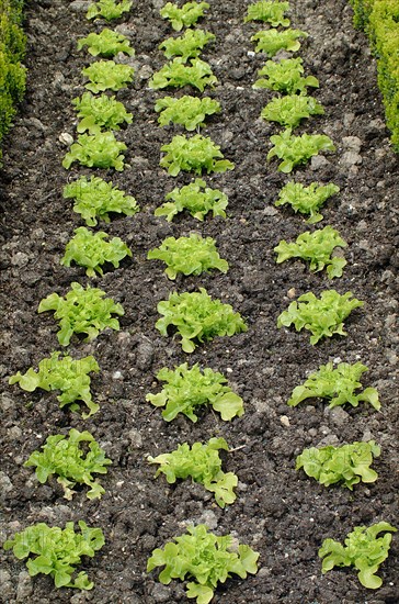 Lettuce