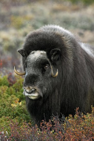 Musk ox