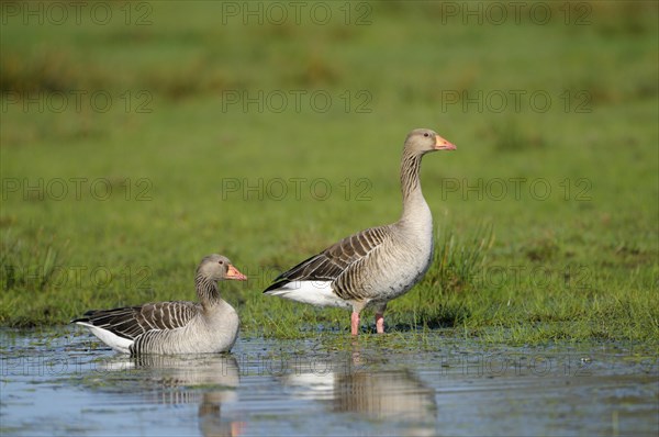 Greylag goose