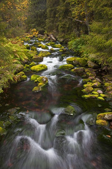 Mossy boulders in Njupan stream