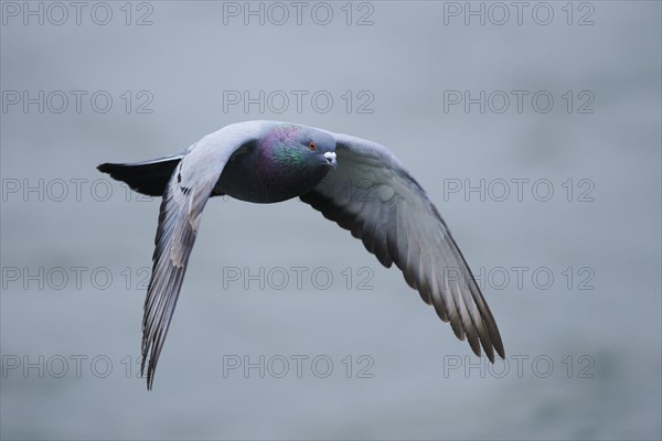 Feral pigeons
