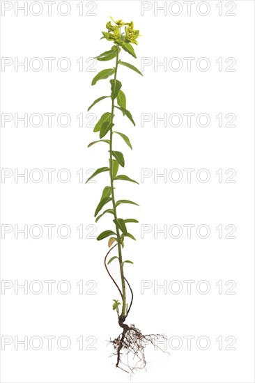 Cushion spurge