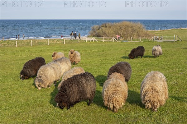 Norwegian sheep on the dike