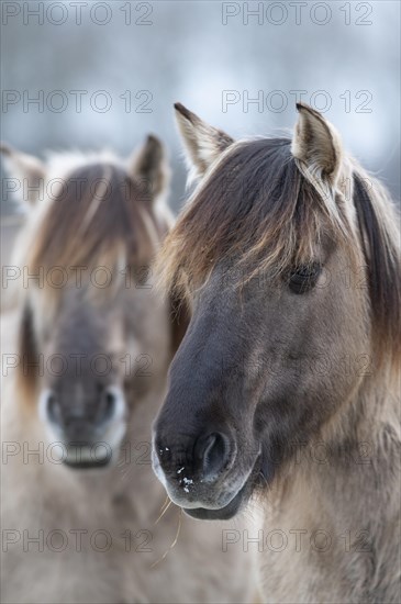Konik