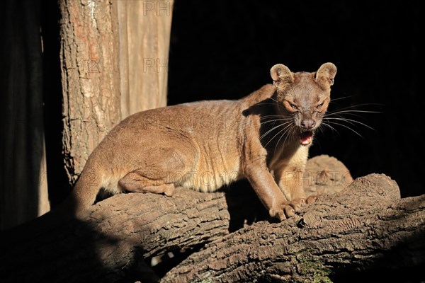 Fossa
