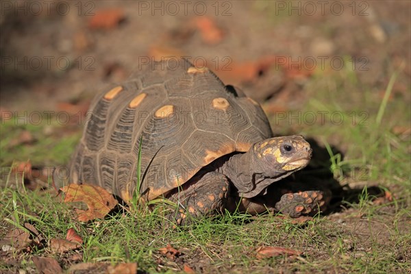 Red-footed tortoise